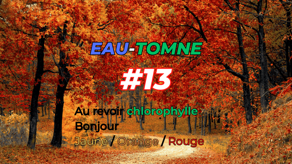 #13 – Accident d&rsquo;automne –&nbsp;Eau-tonne