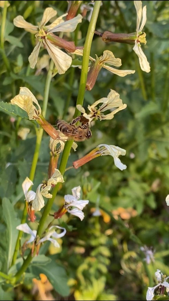 Abeille butine Roquette en fleurs