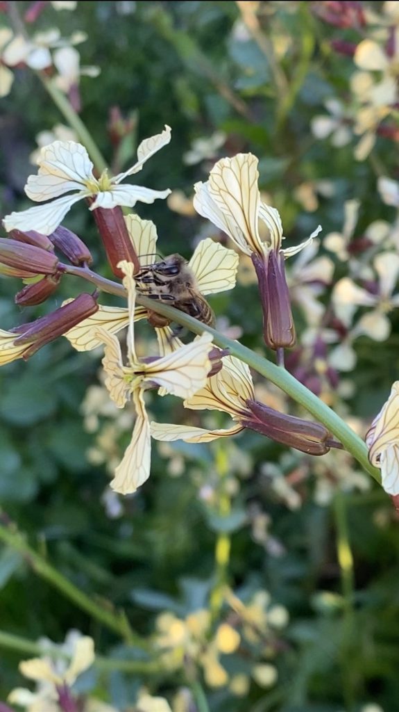 Abeille butine Roquette en fleurs 2